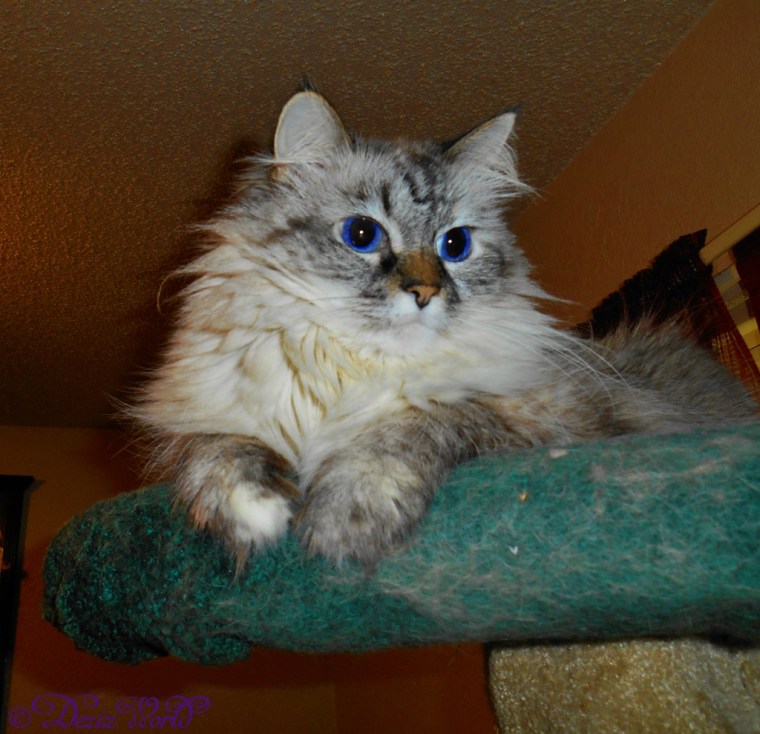 Dezi lounges atop the Liberty cat tree