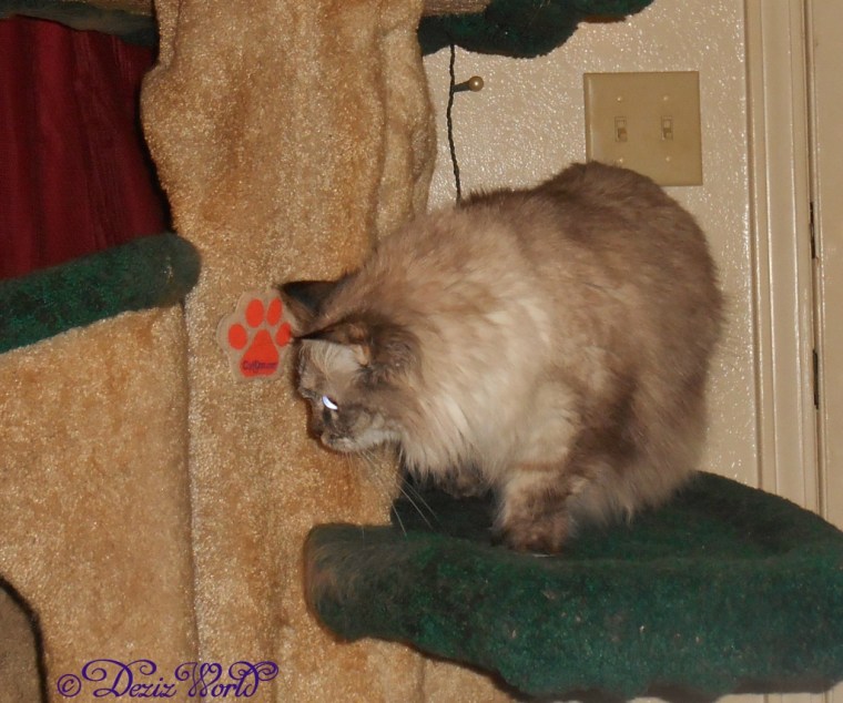 Dezi climbs down the Liberty Cat Tree