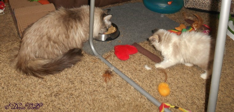 Dezi eats while Raena watches