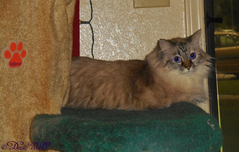 Dezi looks back from her door perch on the Liberty cat tree