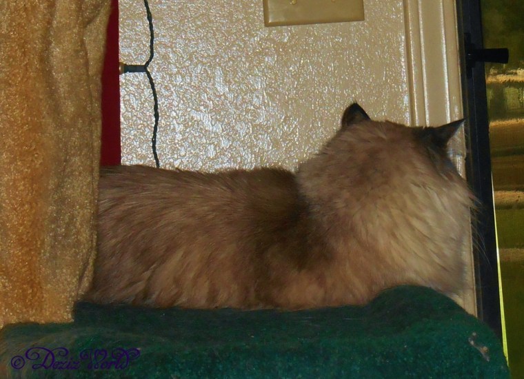 Dezi stares out the window at the rain from the Liberty cat tree