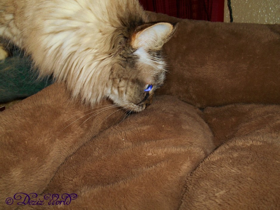 Dezi with the new cat bed up close