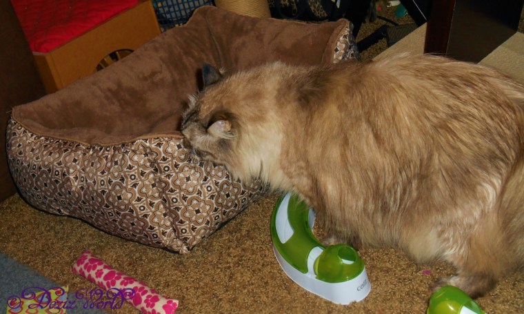 Dezi inspects the new cat bed from Gizmo and the gang
