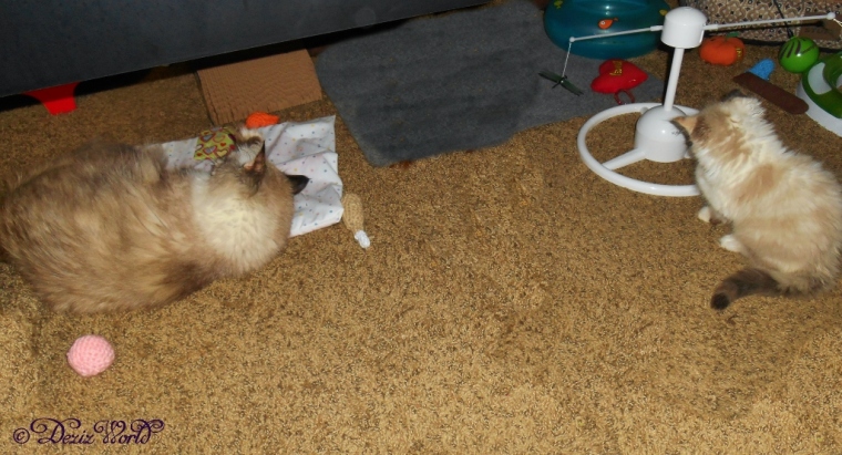 Dezi rolls on the nip mat while Raena plays with the PetSafe Flitter toy