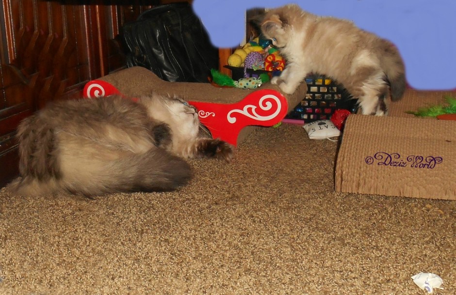 Dezi prepares for attack while Raena hovers between scratchers
