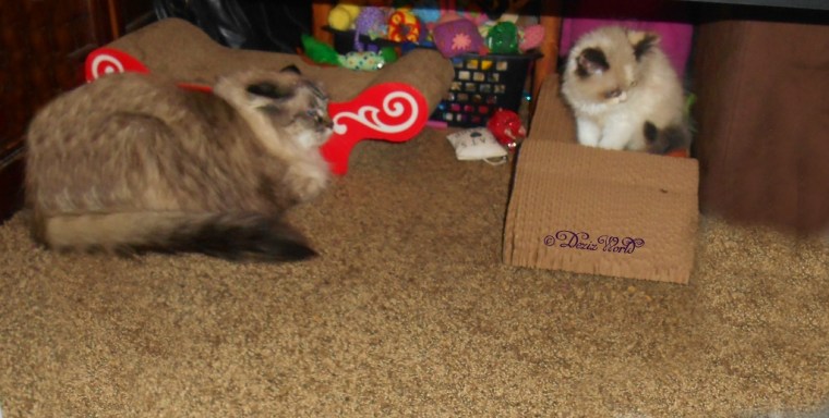 Dezi and Raena watch each other from a few inches apart