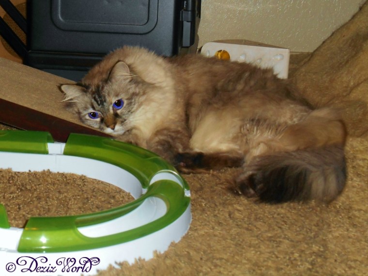 Dezi rests her head on the scratcher for a nap