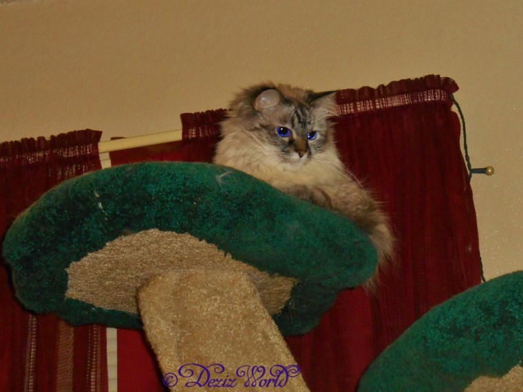 Dezi watches the kitten from atop the cat tree