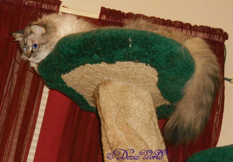 Dezi peeks over edge of cat tree at new kitten