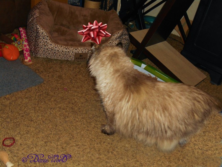 Dezi looks opn as new kitty covered by a red bow sleeps