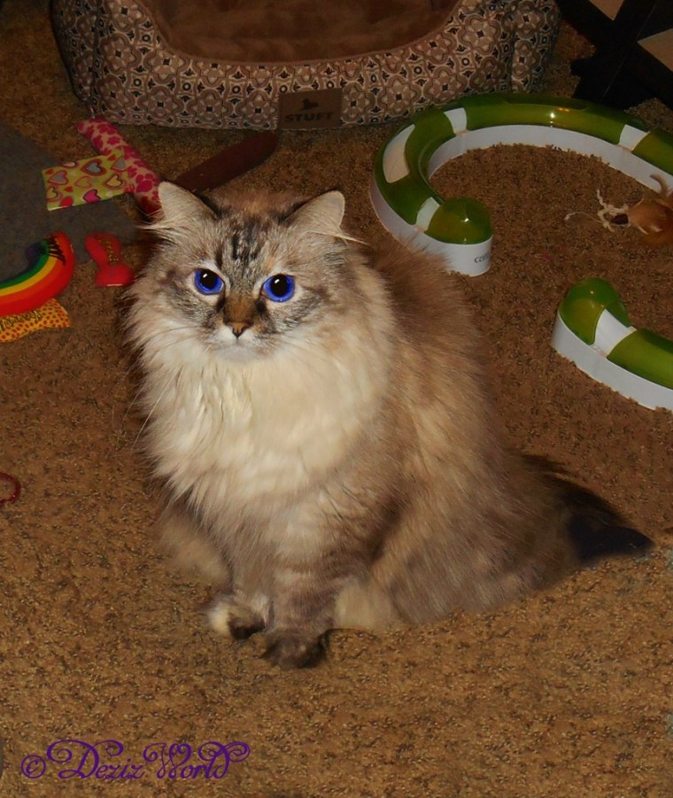 Dezi stands back and sniffs Lexi's travel carrier