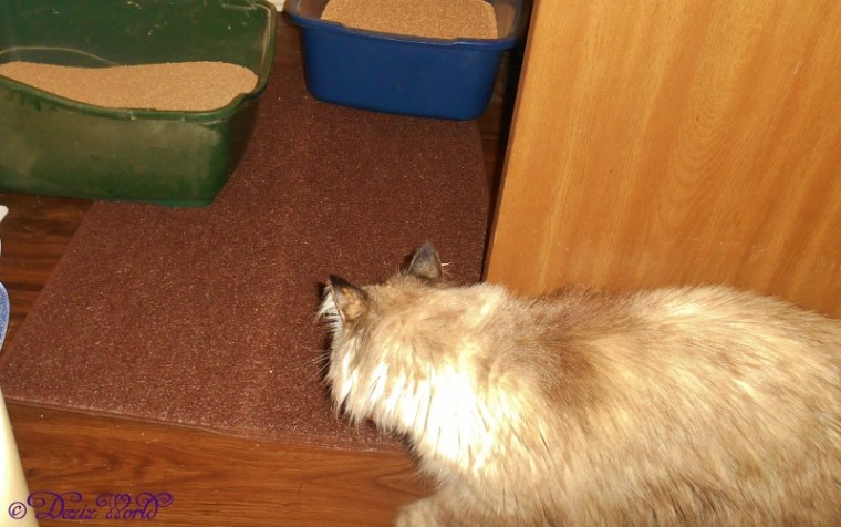 Dezi checks out the Smiling Paws Litter mat