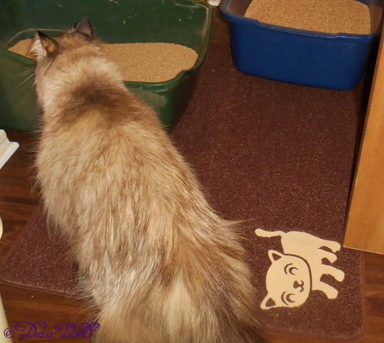 Dezi heads for the litter box while walking on the Smiling Paws litter mat