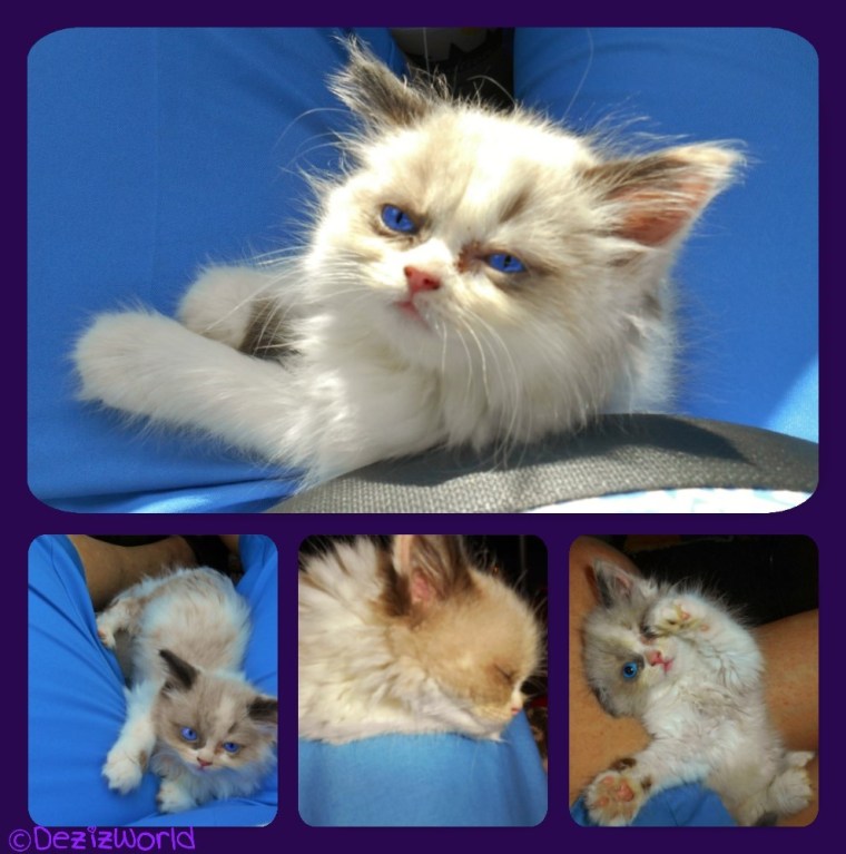 RaenaBelle travels to her forever home in mommy's lap