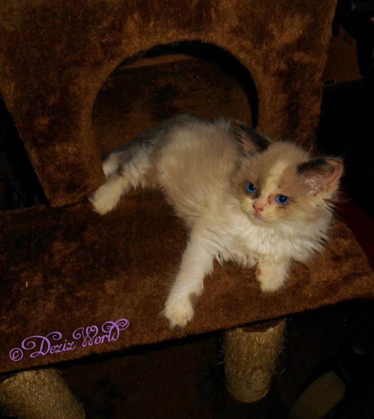 Raena on brown cat tree