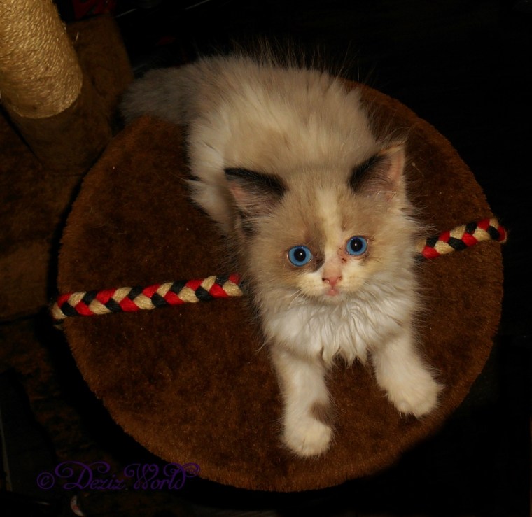 Raena looks up sweetly from the brown cat tree