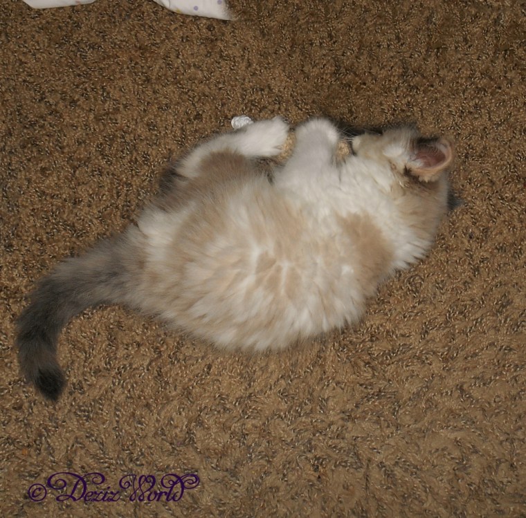 Raena bunny kicks her made with love chicken leg