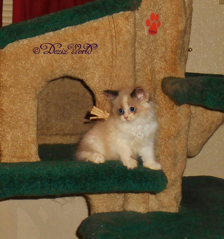 Raena plays with the Cat Dancer