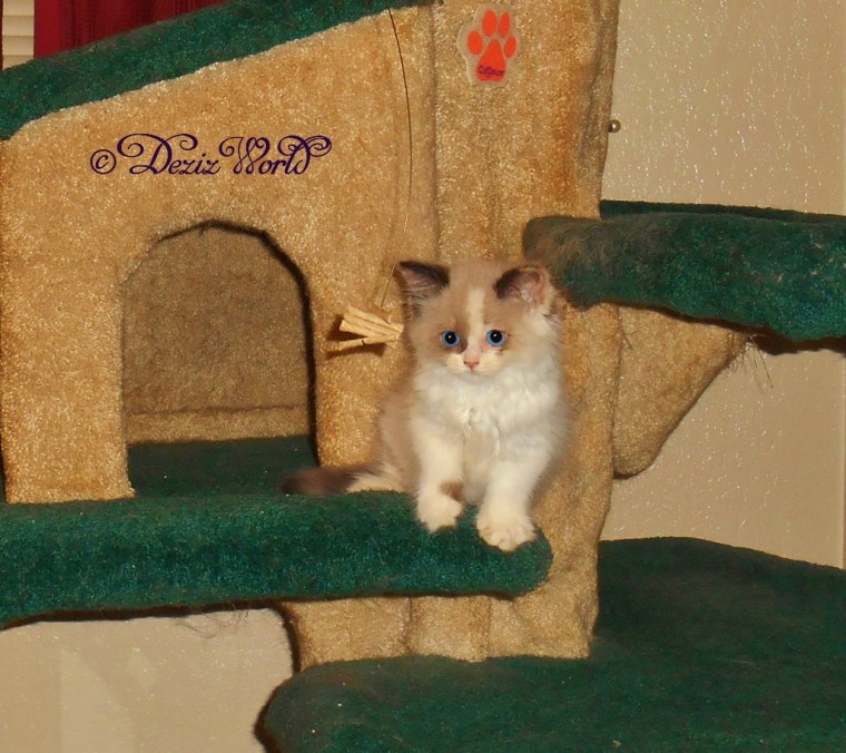 Raena plays with the Cat Dancer