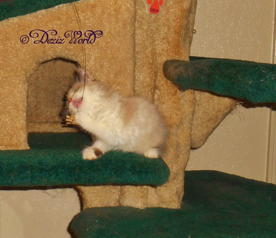 Raena plays with the Cat Dancer