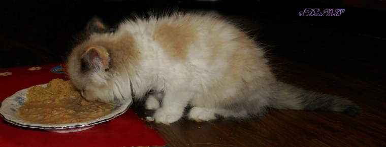Raena eating Holistic Delights Creamy Bisque Chicken and Coconut milk cat food