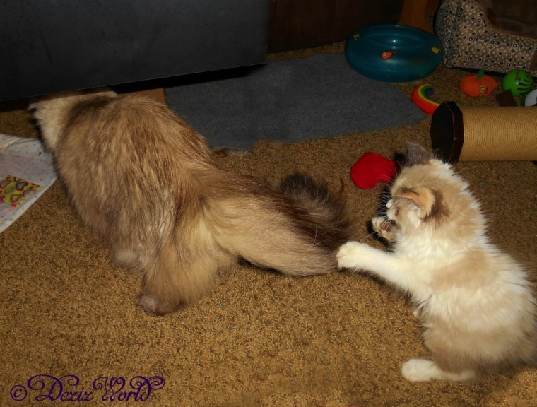 Raena tried to catch Dezi