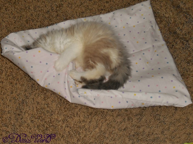 Raena rolls around in her catnip mat