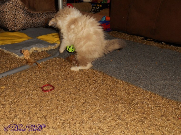 RaenaBelle pounces on a Jackson Galaxy rubber ball