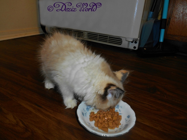 Raena smelling Whole Earth Farms chicken