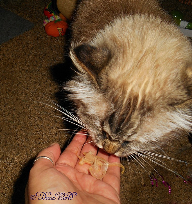 Dezi eating Bonito flakes