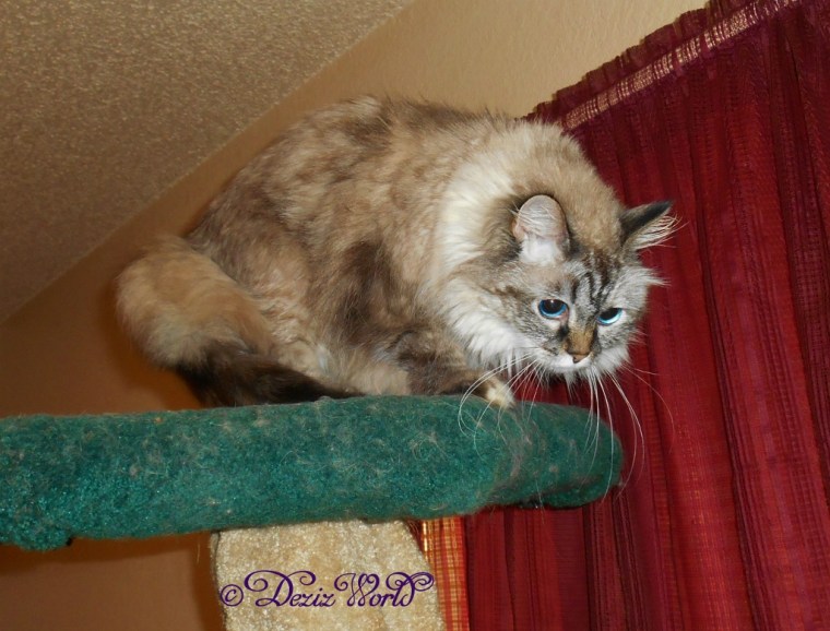Dezi leaves the top of the Liberty cat tree