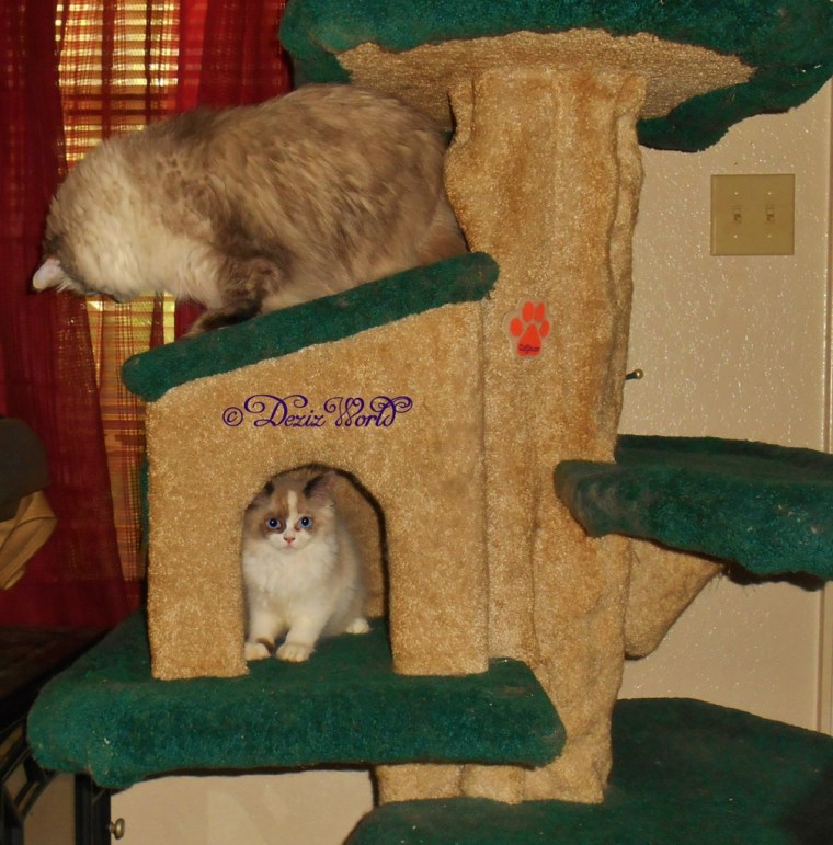 Dezi on top of cat tree house looking for Raena inside the cat tree house