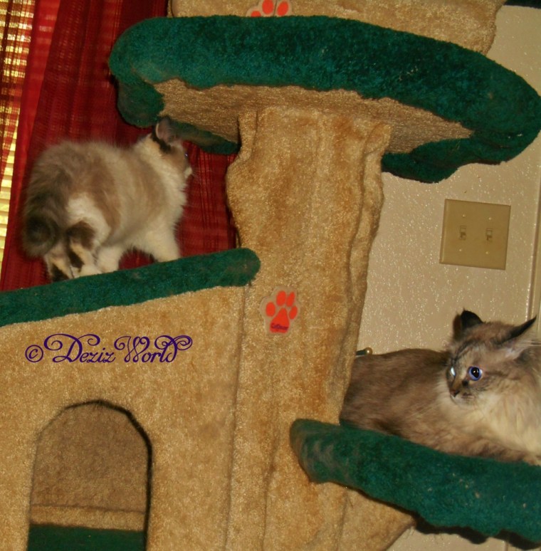 Dezi and Raena on cat tree