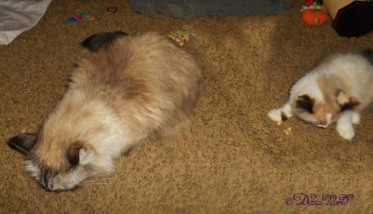 Dezi and Raena eating Pure Bites chicken treats