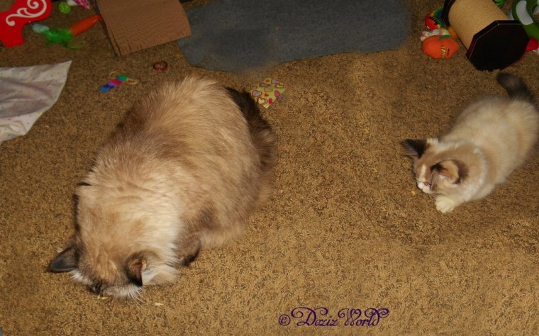 Dezi and Raena eating Pure Bites chicken treats