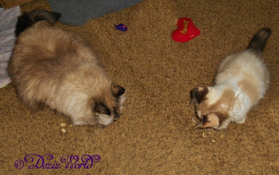 Dezi and Raena eats Pure Bites chicken treats