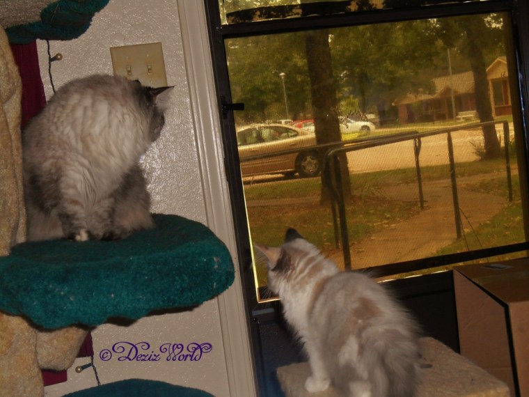 Dezi looking out the front door from the cat tree while Raena sits on the small oerch watching