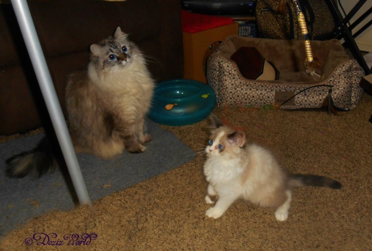 Dezi and Raena play with the fly toy