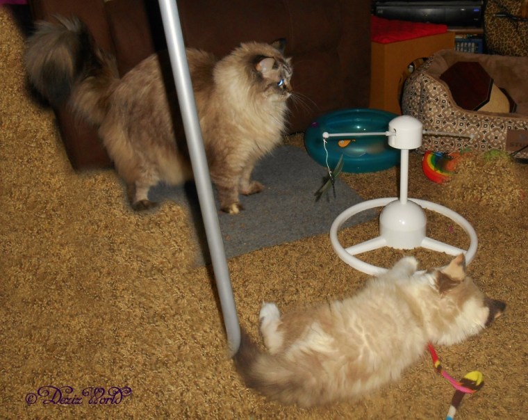 Dezi and Raena play with the PetSafe Flitter