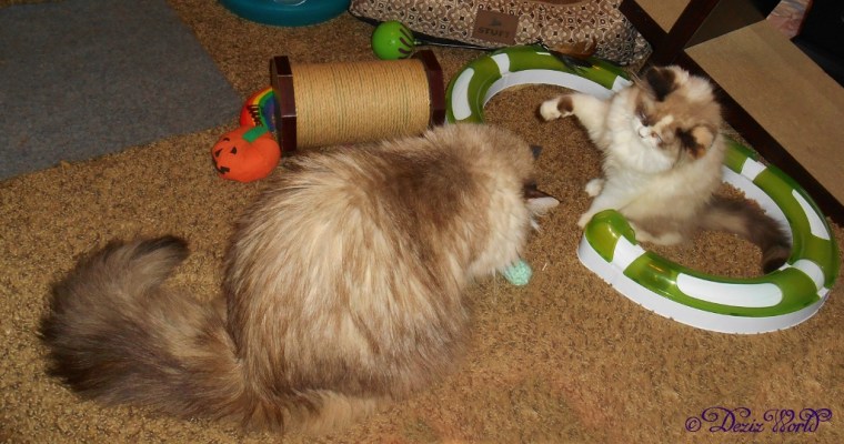 Dezi and Raena playing