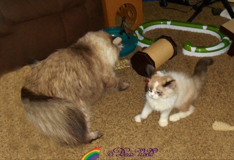 Dezi and Raena square off and get ready to rumble.