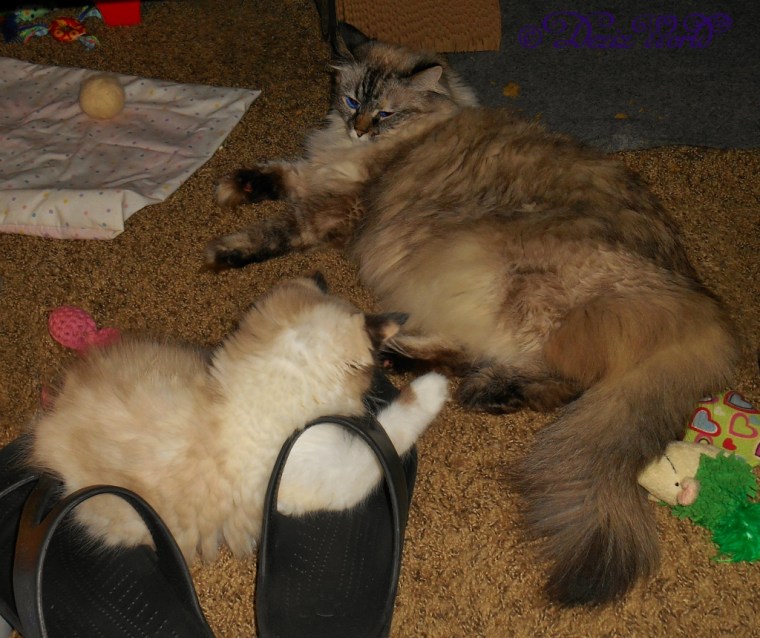 Dezi and Raena lay in th floor