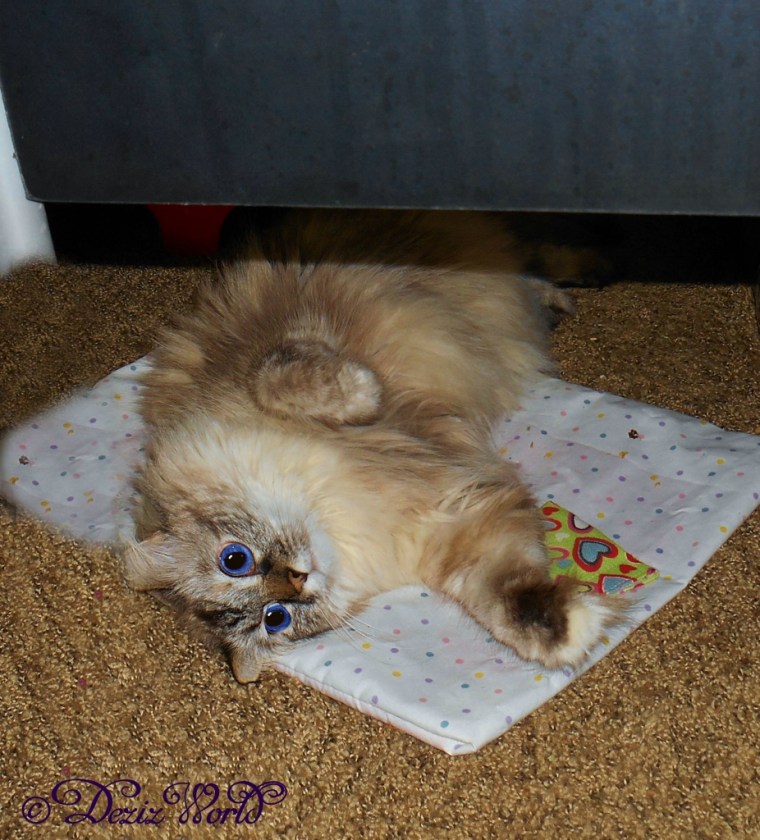 Dezi lays on nip mat