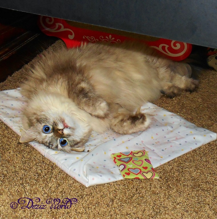 Dezi rolling on Raena's nip mat