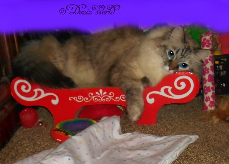 Dezi laying on the bench scratcher