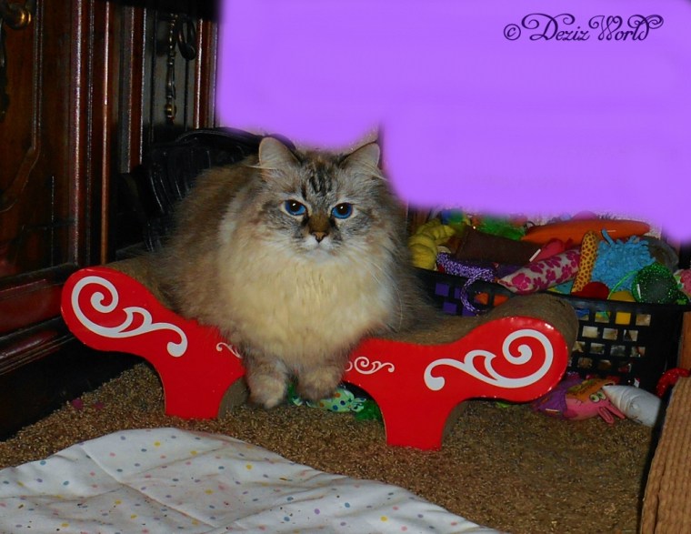 Dezi sits on bench scratcher