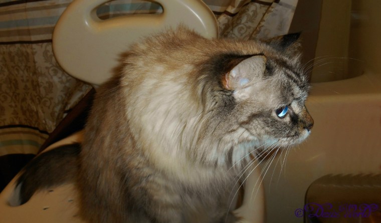 Dezi on shower chair watching Raena use the litter box