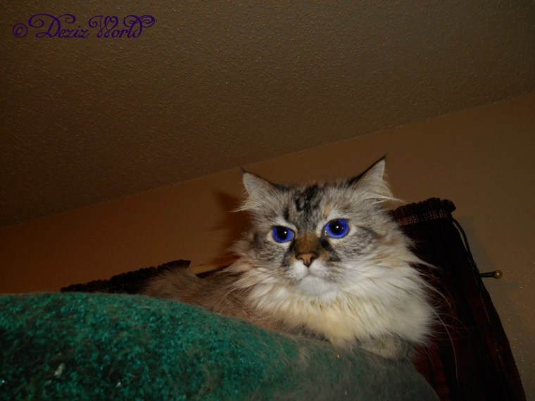 Dezi on top of the Liberty cat tree