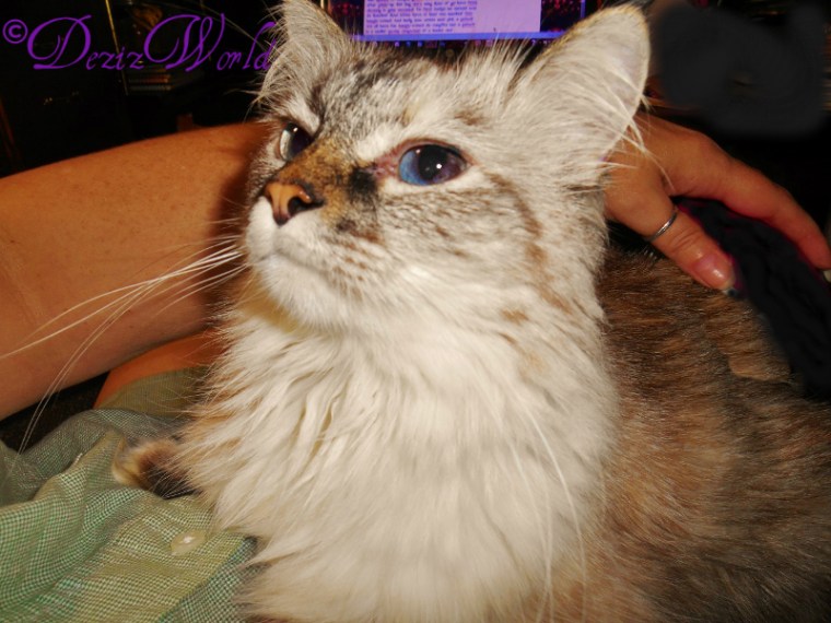 Dezi laying in mommy's lap