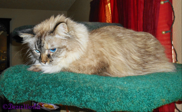 Dezi hangs on the Liberty cat tree